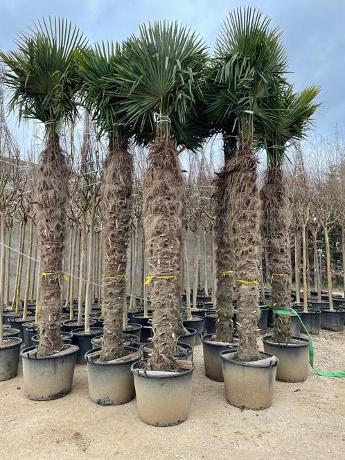 Trachycarpus fortunei palmbomen met stamhoogte 250-350 cm, Tuin en Terras, Planten | Bomen, Palmboom, 250 tot 400 cm, Halfschaduw