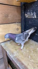 Takla duiven, Dieren en Toebehoren, Vogels | Duiven, Mannelijk