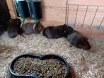 4 zeugjes bijna 4 maand, Juni, Vrouwelijk, Cavia