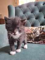 Schattige, lieve, zwarte kittens | Europese korthaar, Dieren en Toebehoren, Katten en Kittens | Raskatten | Korthaar, Meerdere dieren