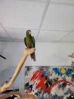 Jonge tamme roodkop pyrrhura, Dieren en Toebehoren, Parkiet, Geringd
