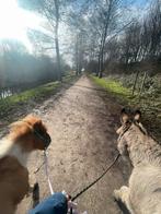 Verzorger gezocht pony’s/ezels Westerpark Amsterdam, Dieren en Toebehoren, Paarden en Pony's | Overige Paardenspullen, Nieuw, Ophalen of Verzenden