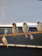 Natuurbroed major putters, Dieren en Toebehoren, Vogels | Overige Vogels, Vrouwelijk, Wildzangvogel, Geringd