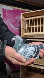Kweek duivin te koop rechtstreeks gebr. Homma Steggerda, Dieren en Toebehoren, Vogels | Duiven, Vrouwelijk, Postduif