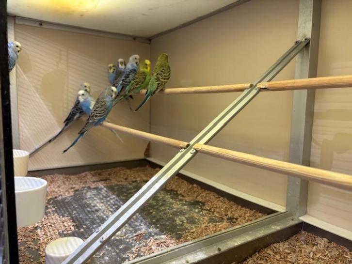 Te koop super leuke grasparkieten 2025, Dieren en Toebehoren, Vogels | Parkieten en Papegaaien, Parkiet, Meerdere dieren