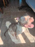 B is opzoek naar een nieuw huis . BULLY XL teef, Dieren en Toebehoren, België, Particulier, 1 tot 2 jaar, Teef
