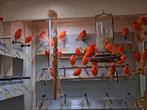 Kanaries poppen en mannen rood vetstof  en rood isabel, Dieren en Toebehoren, Vogels | Kanaries, Meerdere dieren, Kleurkanarie