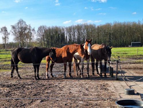 Wachtlijst pensionstal 24/7buitenstalling equi paradise, Dieren en Toebehoren, Stalling en Weidegang