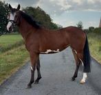 Talentvolle 3,5 jarige eyecatcher!&orchid’s springpony!, Dieren en Toebehoren, Pony's, Merrie, Gechipt, Springpony, 3 tot 6 jaar