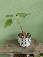 Ficus Religiosa Bodhiboom met pot bonsai, Huis en Inrichting, Kamerplanten, Ophalen, Ficus, Minder dan 100 cm