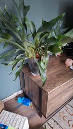 Mooie hertshoornvaren zonder pot, Overige soorten, Minder dan 100 cm, Groene kamerplant, Halfschaduw