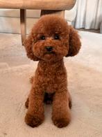 Toypoedel Dekreu met Stamboom, Reu, 1 tot 2 jaar, Parvo, Eén hond