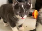 Hele mooie boerderijkittens €50,-, Dieren en Toebehoren, Katten en Kittens | Overige Katten, Meerdere dieren, Kortharig, 0 tot 2 jaar