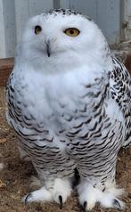 Sneeuwuilen koppel, Dieren en Toebehoren, Vogels | Overige Vogels, Meerdere dieren