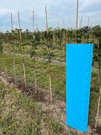 Fraxinus Exelsior - Kwekerij Kop van Noord Holland, Tuin en Terras, Planten | Bomen, Bloeit niet, Overige soorten, 100 tot 250 cm