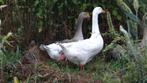 Boerenganzen wit en bont | Ruime keuze, deskundig advies!, Meerdere dieren, Gans of Zwaan