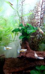 Raszuivere Albino sky blue guppen., Dieren en Toebehoren, Vis, Zoetwatervis, Schoolvis