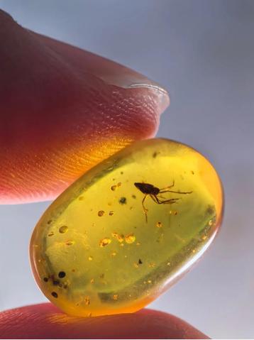 Birmees Amber (R1) met insluiting van larve van een cicade. beschikbaar voor biedingen