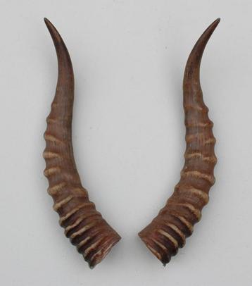 Hoornpaar BLESBOK antilope - Afrika - 34 cm beschikbaar voor biedingen