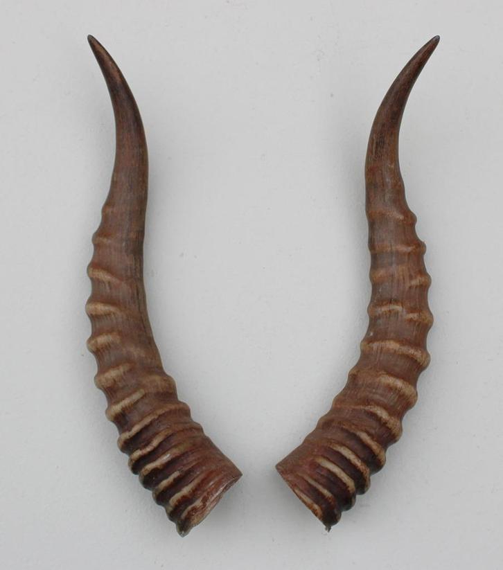 Hoornpaar BLESBOK antilope - Afrika - 34 cm, Verzamelen, Dierenverzamelingen, Gebruikt, Opgezet dier, Wild dier, Ophalen of Verzenden