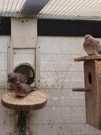 senegaalduifjes,bonte diamantduifjes, Dieren en Toebehoren, Vogels | Duiven, Meerdere dieren, Overige soorten
