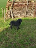 Lieve Labradoodle, 6 jaar of ouder, Overige rassen, Teef, Eén hond