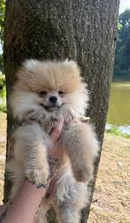Pomeriaan pup teefje, Dieren en Toebehoren, Keeshond, Rabiës (hondsdolheid), 8 tot 15 weken, Teef