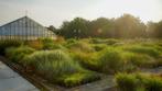 siergrassen, agapanthussen en vaste planten, Vaste plant, Siergrassen, Ophalen, Volle zon