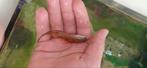 Vissen, Dieren en Toebehoren, Vissen | Aquariumvissen, Vis