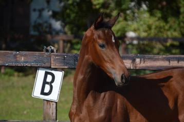 Talent voor de toekomst, dressuur hengstveulen! beschikbaar voor biedingen