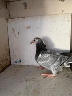 Jonge postduiven, Meerdere dieren, Postduif