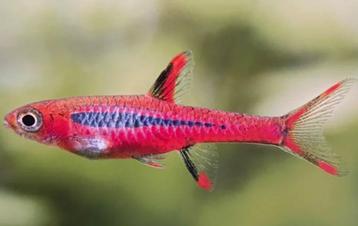 Rasbora brigittae 1,5-2 cm beschikbaar voor biedingen