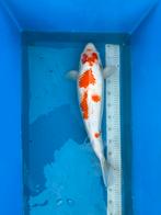 Koi, Dieren en Toebehoren, Karper of Koi