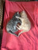 maine coon kittens, Meerdere dieren, Gechipt, 0 tot 2 jaar