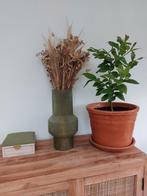 Groene Vaas met Droogbloemen, Huis en Inrichting, Ophalen