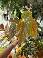 Begonia corallina, Huis en Inrichting, Kamerplanten, Ophalen of Verzenden, Halfschaduw, Minder dan 100 cm