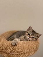 Nog 1! Raszuivere Britsekorthaar kitten, Meerdere dieren, Gechipt, 0 tot 2 jaar