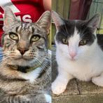 Katters zoeken nieuw huis., Dieren en Toebehoren, Katten en Kittens | Overige Katten, Kater