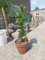 Laurier (eetbaar) 70 cm hoog, Ophalen of Verzenden, Overige soorten