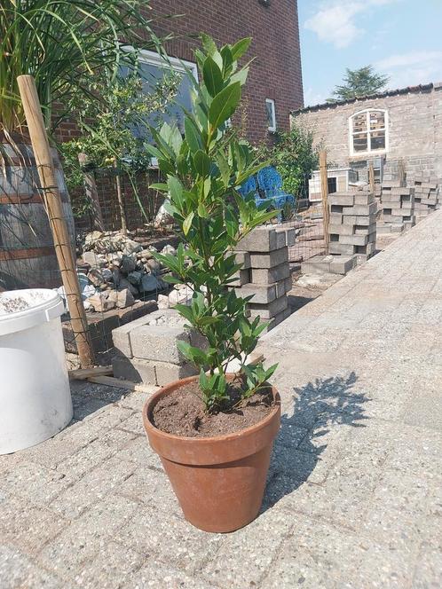Laurier (eetbaar) 70 cm hoog, Tuin en Terras, Planten | Bomen, Overige soorten, Ophalen of Verzenden