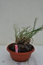 Calibanus hookeri 52, caudex 14 cm, Ophalen of Verzenden, Vaste plant, Overige soorten, Halfschaduw