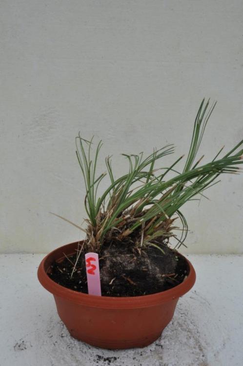 Calibanus hookeri 52, caudex 14 cm, Tuin en Terras, Planten | Tuinplanten, Vaste plant, Overige soorten, Halfschaduw, Ophalen of Verzenden