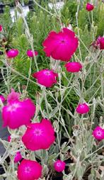 100 zaden prikneus Lychnis Coronaria (vaste plant) inheems, Ophalen of Verzenden, Voorjaar, Volle zon, Zaad