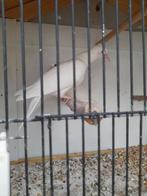 Witte tortel duiven, Dieren en Toebehoren, Geslacht onbekend, Tortelduif