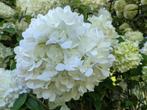 25 witte  Boerenhortensia’s  bolhortensia, Ophalen of Verzenden, Hortensia, Haag, Minder dan 100 cm
