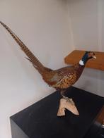 opgezette fazant, Dieren en Toebehoren, Vogels | Overige Vogels