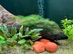 Aquarium 80 L compleet ingericht inclusief rode garnaaltjes, Dieren en Toebehoren, Vissen | Aquaria en Toebehoren, Gebruikt, Ophalen