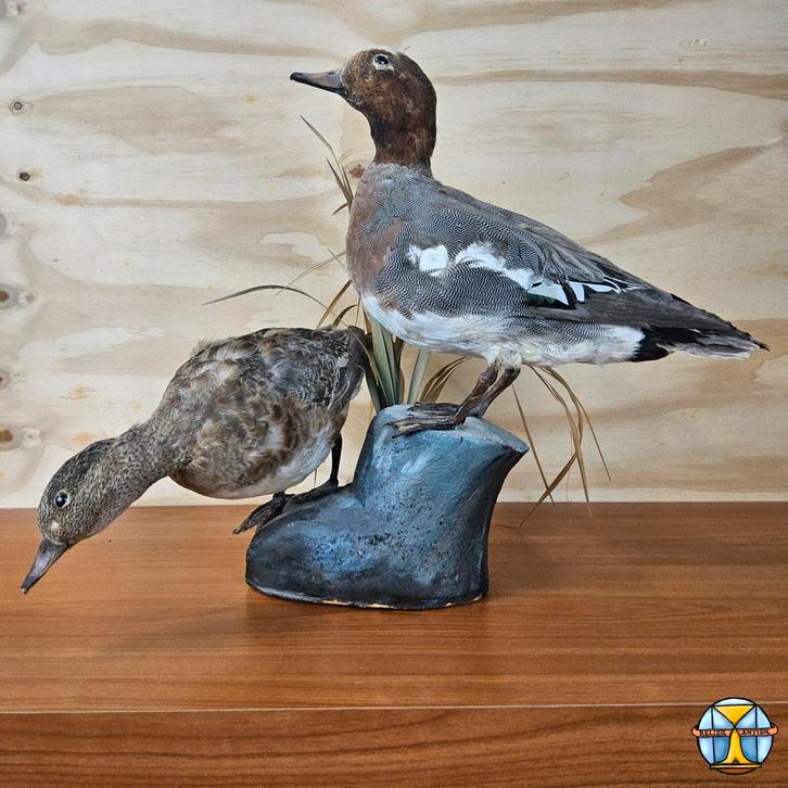 Goed Opgezette Eenden / Krakeenden mannetje en vrouwtje, Verzamelen, Dierenverzamelingen, Zo goed als nieuw, Opgezet dier, Vogel