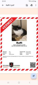 Kater, Raffi vermist sinds 6 april. Zwart-Wit, Kat
