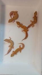 5 luipaard gekko's (vrouwen), Dieren en Toebehoren, Reptielen en Amfibieën, Hagedis, 0 tot 2 jaar